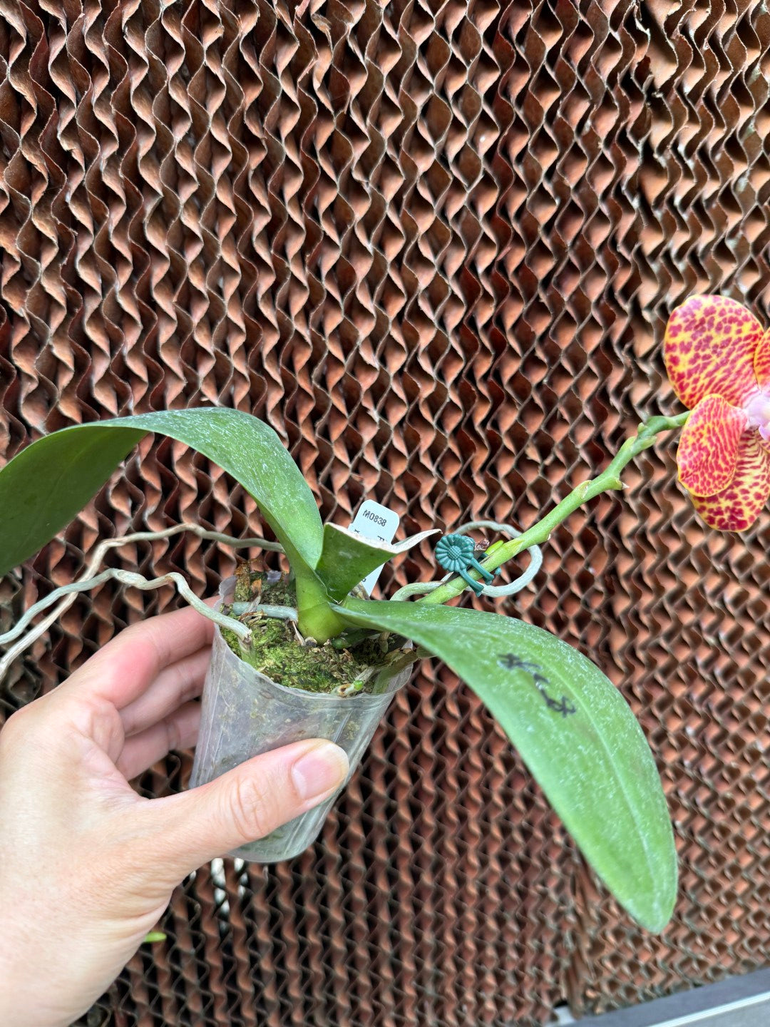 Phalaenopsis Mituo Red Ruby 'Huge'