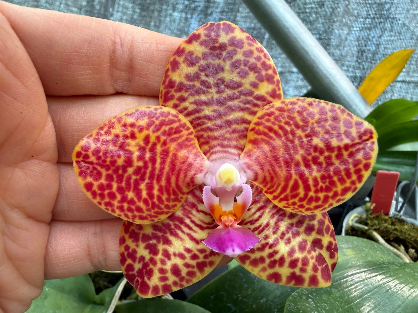 Phalaenopsis Mituo Red Ruby 'Huge'