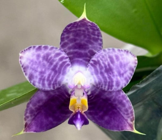 Phalaenopsis Mituo Purple Dragon 'Diamond Dust'