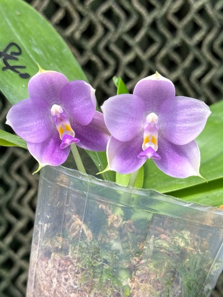 Phalaenopsis Mituo Purple Dragon 'Ice Lake'