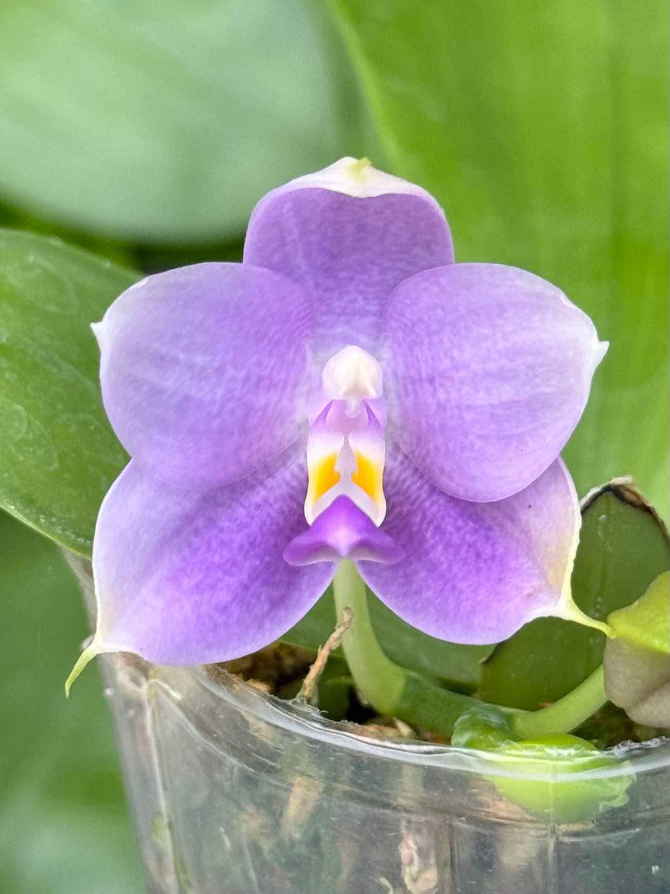 Phalaenopsis Mituo Purple Dragon 'Ice Lake'