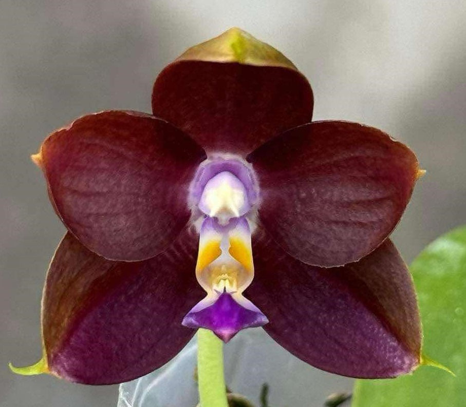 Phalaenopsis Mituo Purple Dragon 'Blackberry'