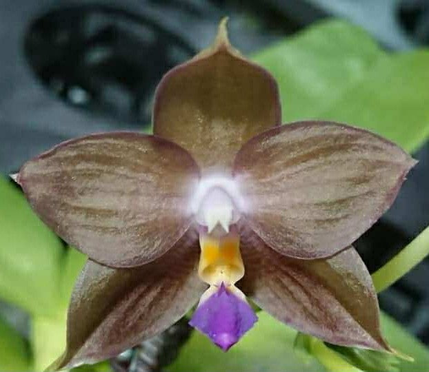 Phalaenopsis Mituo Purple Dragon 'Gold Copper'