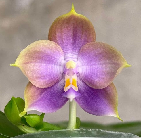 Phalaenopsis Mituo Purple Dragon 'Ice Crystals'