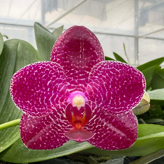 Phalaenopsis Mituo Silver Lining 'M-58' Budding