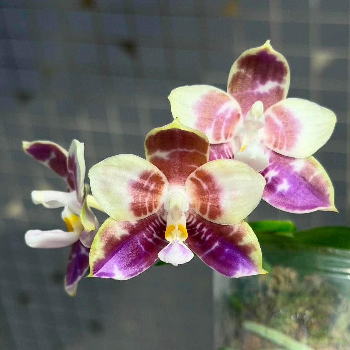 A close-up of a Phalaenopsis orchid flower with pale cream petals and rich purple to burgundy marbling, with green leaves and a clear pot visible in the background.