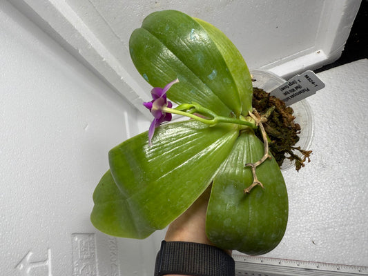 Phalaenopsis bellina (red wild type, large flower) 250803 Flowering