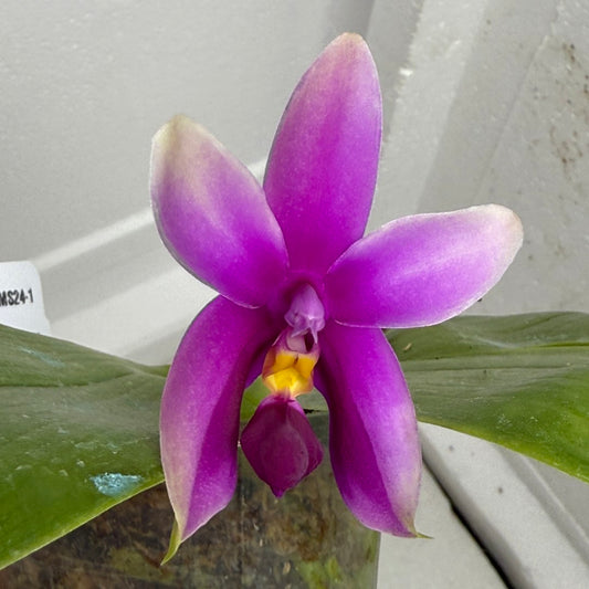 Phalaenopsis bellina (red wild type, large flower) 250803 Flowering