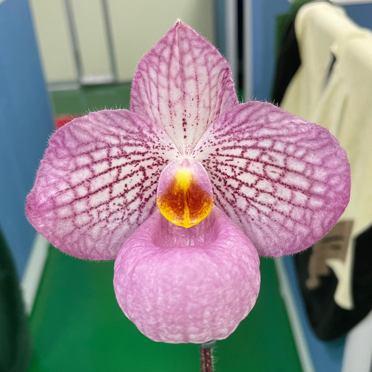 Paphiopedilum Magic Lantern- Seed Grown