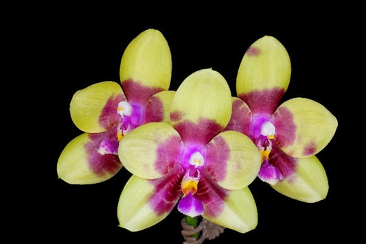 Phalaenopsis Miro Red Dragon 'Wilson#323'