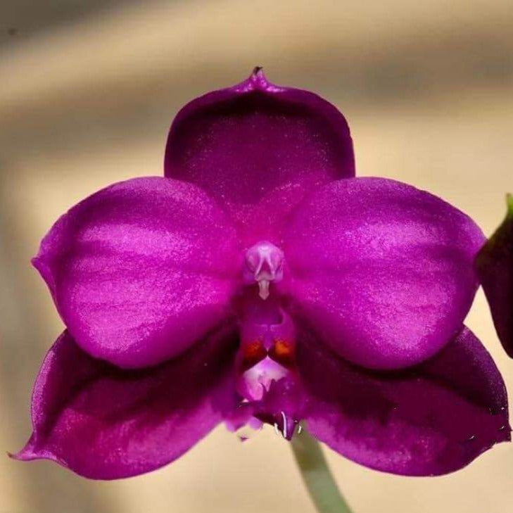 Phalaenopsis Yaphon Super Jaquar 'Yaphon' 240524 Flowering