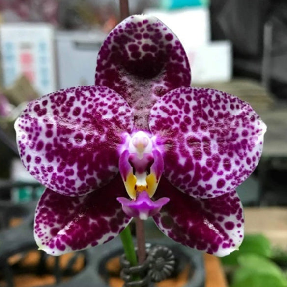 Phalaenopsis Mituo Diamond 'White Python'