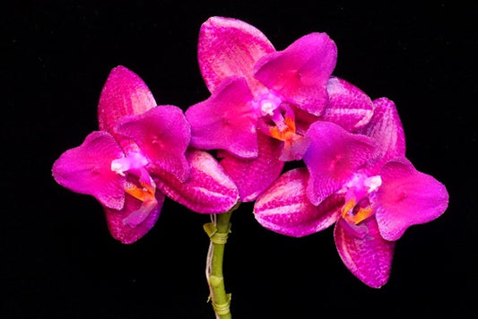 Phalaenopsis Mituo King 'Big Pink Peloric'