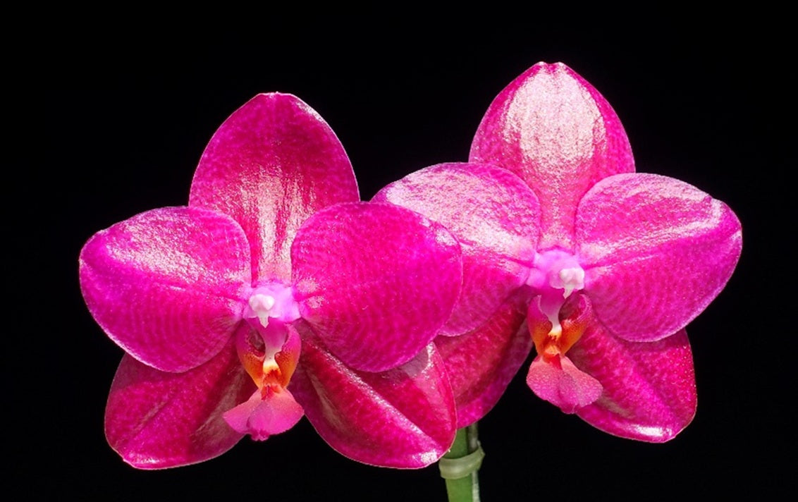 Phalaenopsis Mituo King 'Big Pink' Very Fragrant