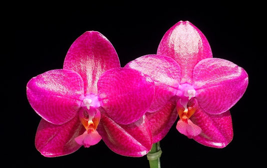 Phalaenopsis Mituo King 'Big Pink' Very Fragrant
