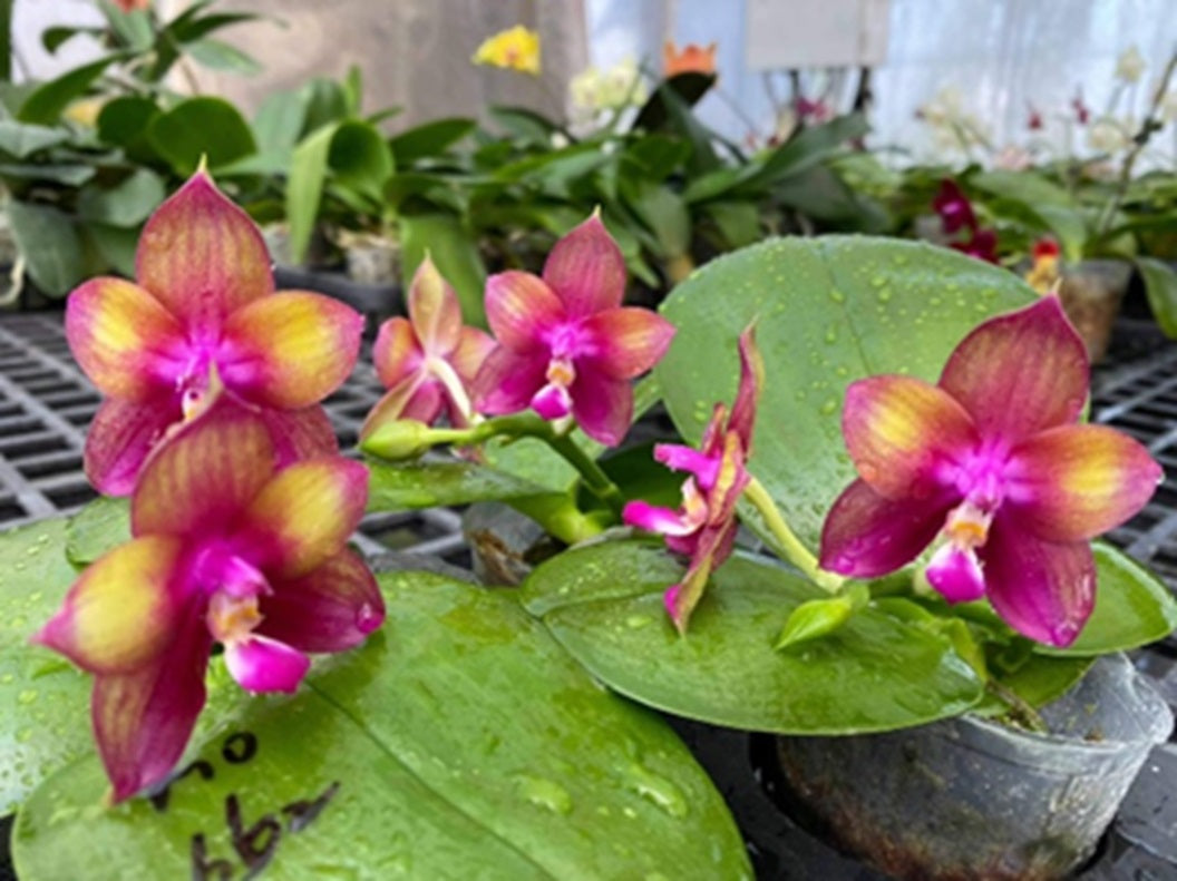 Phalaenopsis Mituo Love 'Rainbow' AM/AOS