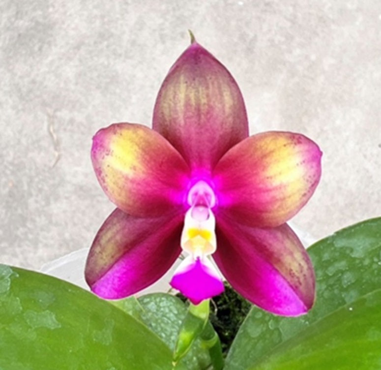 Phalaenopsis Mituo Love 'Rainbow' AM/AOS