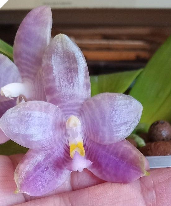 Orchid Compot Phalaenopsis Mituo Specio Prince-hieroglyphica - 3 Seedl ...