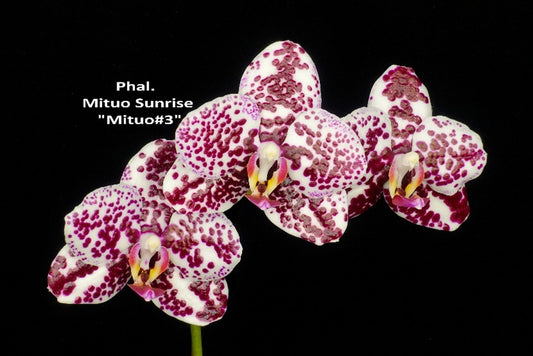 Phalaenopsis Mituo Sunrise 'Mituo #3'