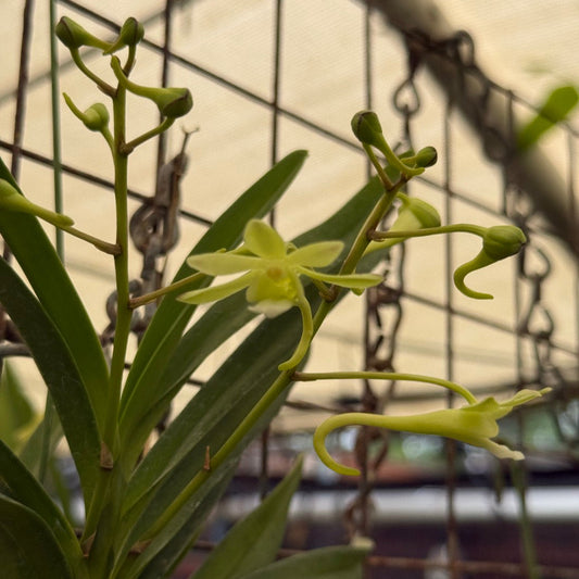 Vanda Green Light 250905 Flowering