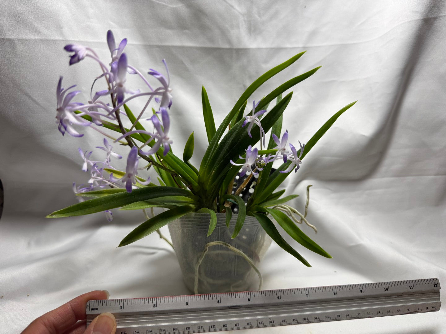 Vandachostylis Baby Angel 260625 Flowering Very fragrant