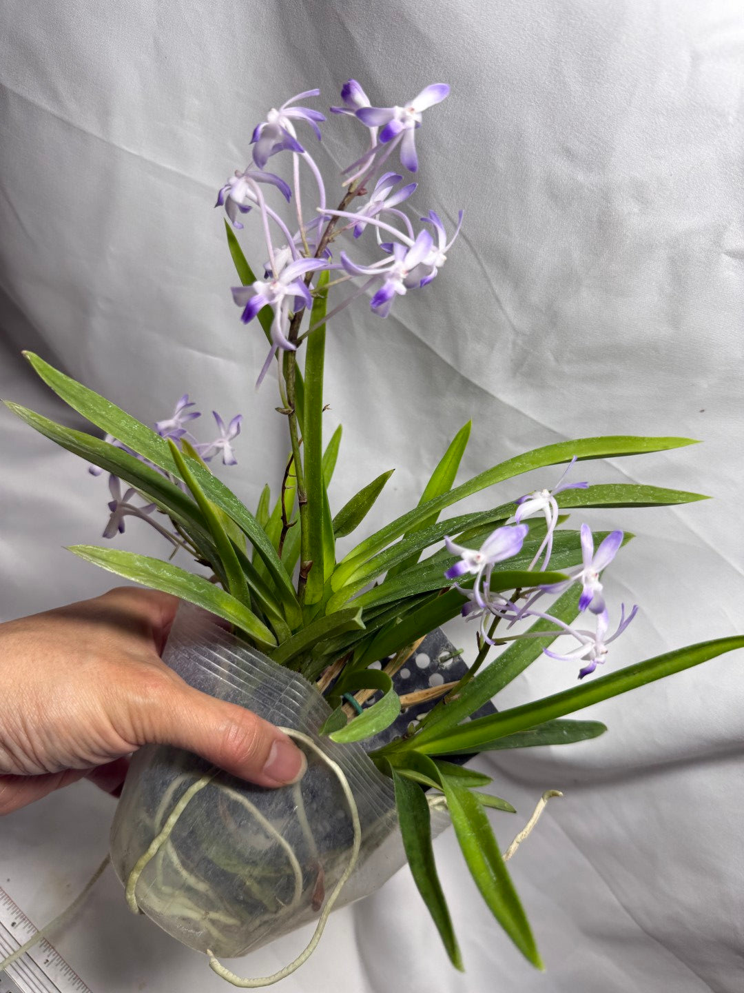 Vandachostylis Baby Angel 260625 Flowering Very fragrant
