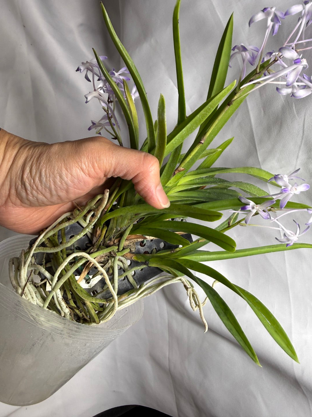 Vandachostylis Baby Angel 260625 Flowering Very fragrant