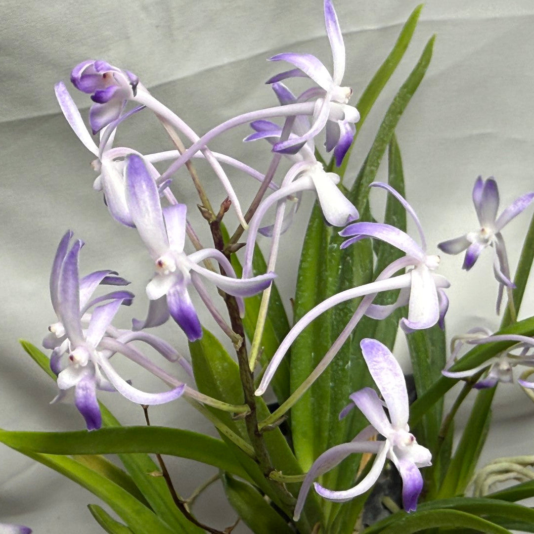 Vandachostylis Baby Angel 260625 Flowering Very fragrant