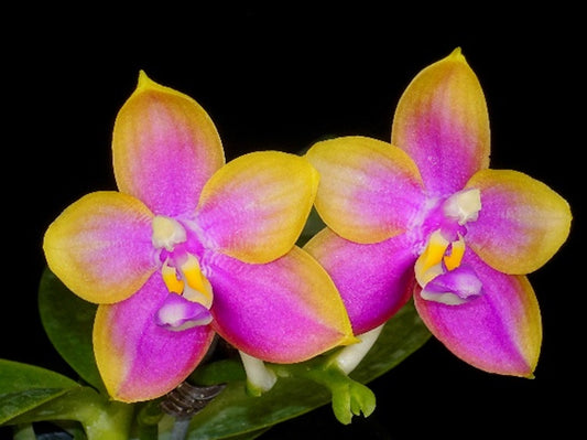 Phalaenopsis Jiaho Dance Girl 'Neon'