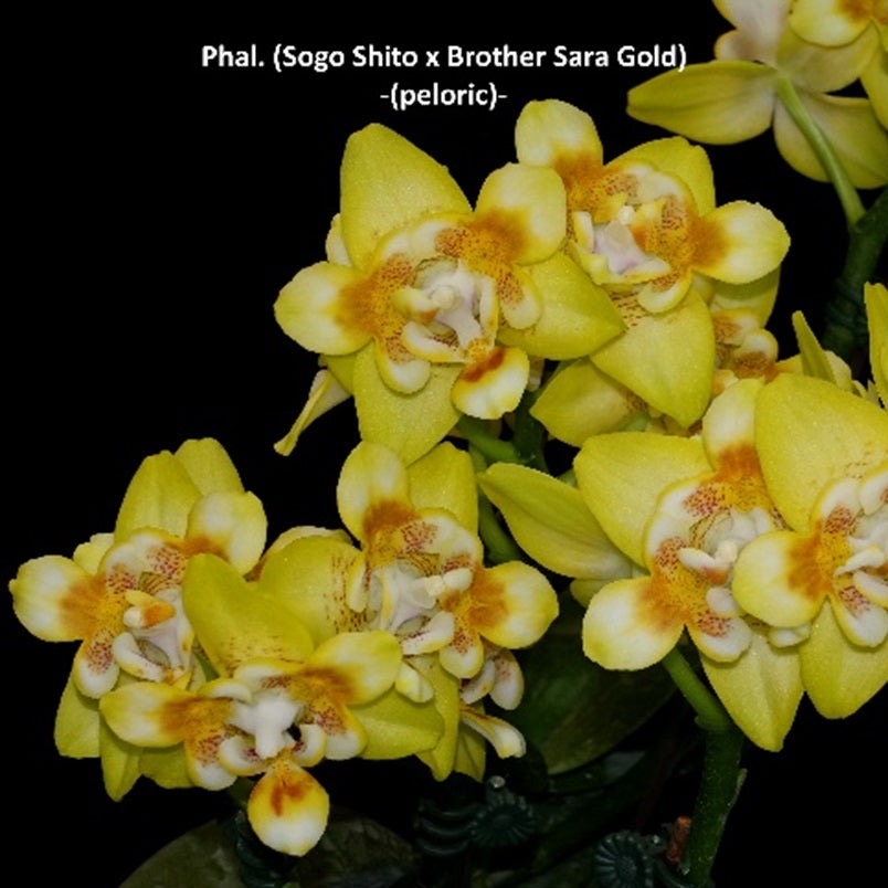 Phalaenopsis Norman's Yellow Batman (peloric) Spiking