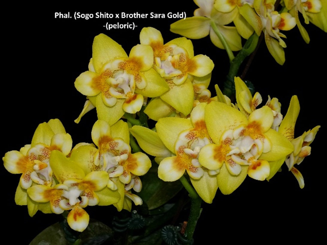 Phalaenopsis Norman's Yellow Batman (peloric) Spiking