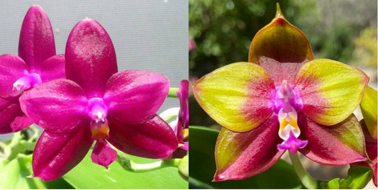 Orchid Flask Phalaenopsis Tabasco Tex x Mituo Princess