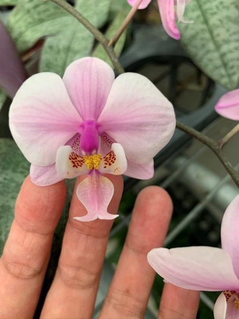 Phalaenopsis schilleriana 'Orange Lip' x sib - Seed Grown Spiking