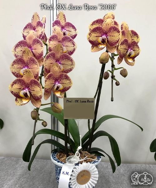 Phalaenopsis OX Luna Rosa '3066'