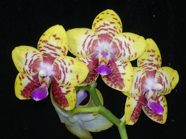 Phalaenopsis Orchid World 'Bonnie Vasquez'