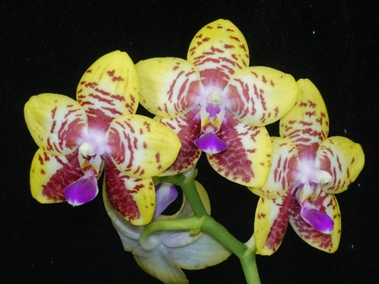 Phalaenopsis Orchid World 'CH'