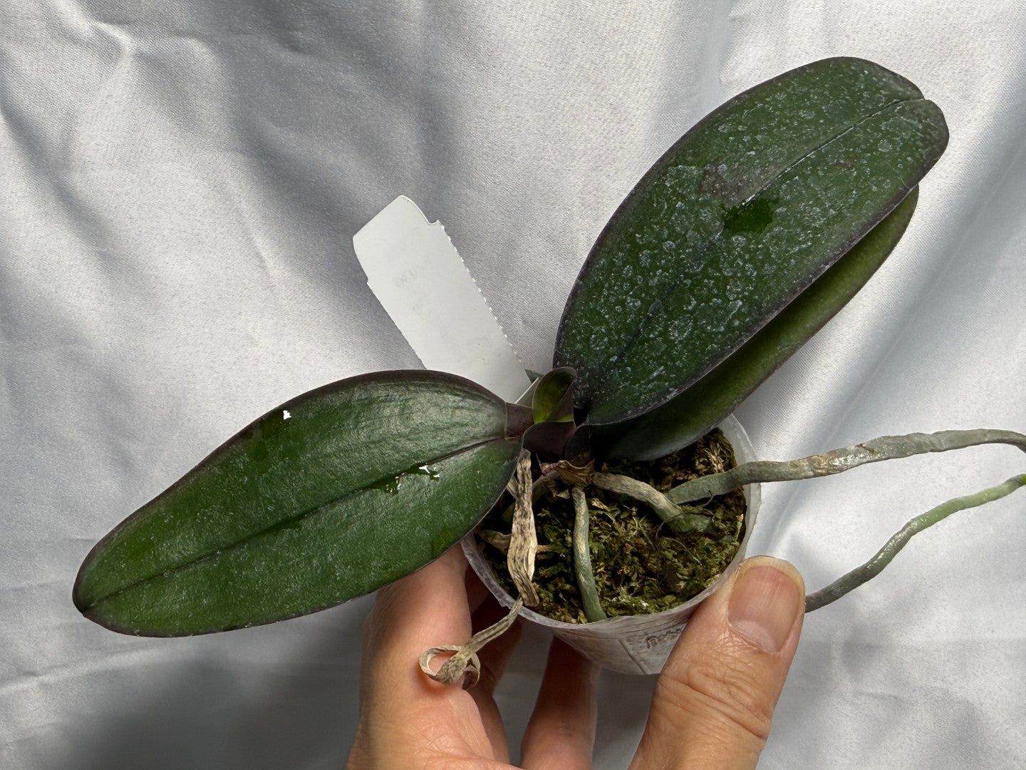 Phalaenopsis stuartiana var nobilis (Yellow Strain) x sib