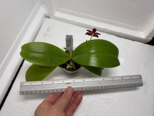 Phalaenopsis Valentinii 250813 Flowering