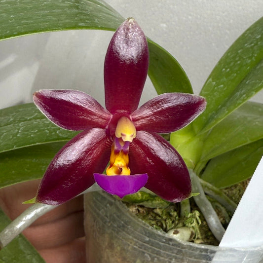 Phalaenopsis Valentinii 250813 Flowering