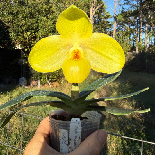 Paphiopedilum Wossner China Moon 251122 Flowering