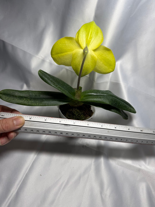 Paphiopedilum Wossner China Moon 251122 Flowering