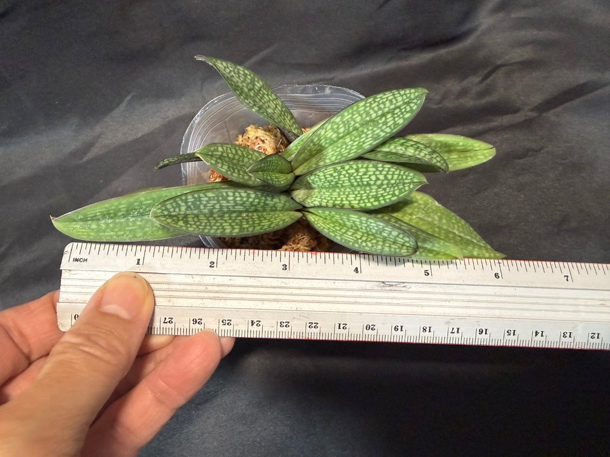 Paphiopedilum Whyte Thorne Savoir - Seed Grown