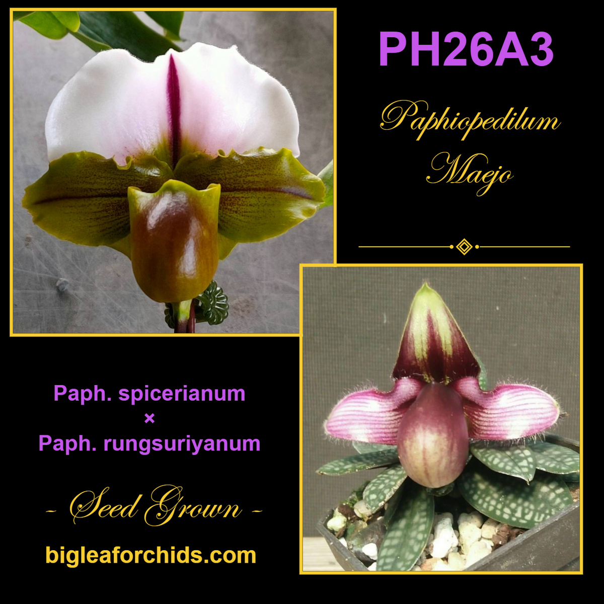 Paphiopedilum Maejo - Seed Grown