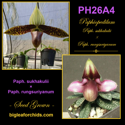 Paphiopedilum sukhakulii x rungsurianum- Seed Grown