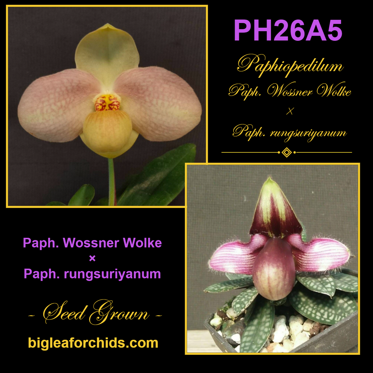 Paphiopedilum Wossner Wolke x rungsurianum- Seed Grown