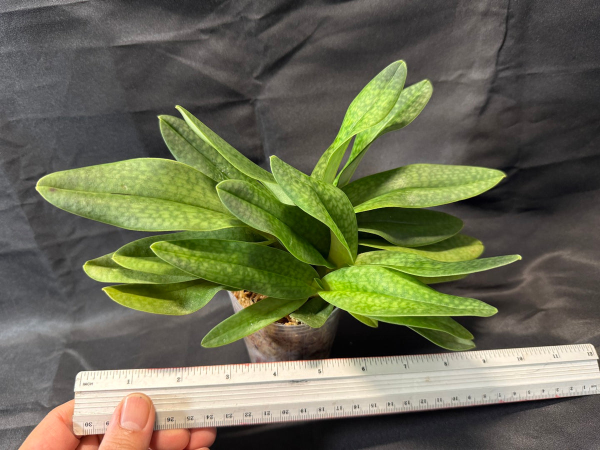 Paphiopedilum Joyce Hasegawa- Seed Grown