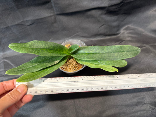 Paphiopedilum Nathaniel's KY (hangianum x leucochilum) - Seed Grown