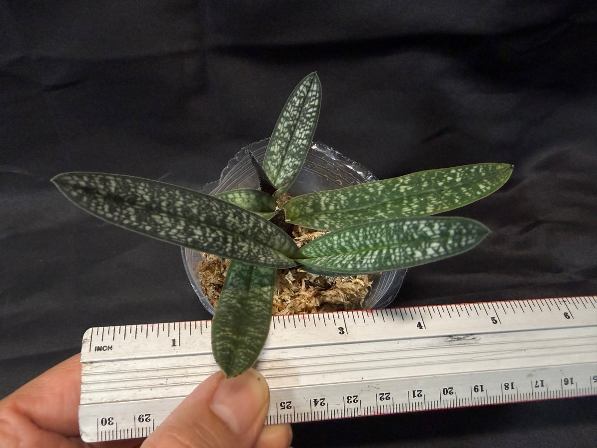 Paphiopedilum armeniacum - seed grown