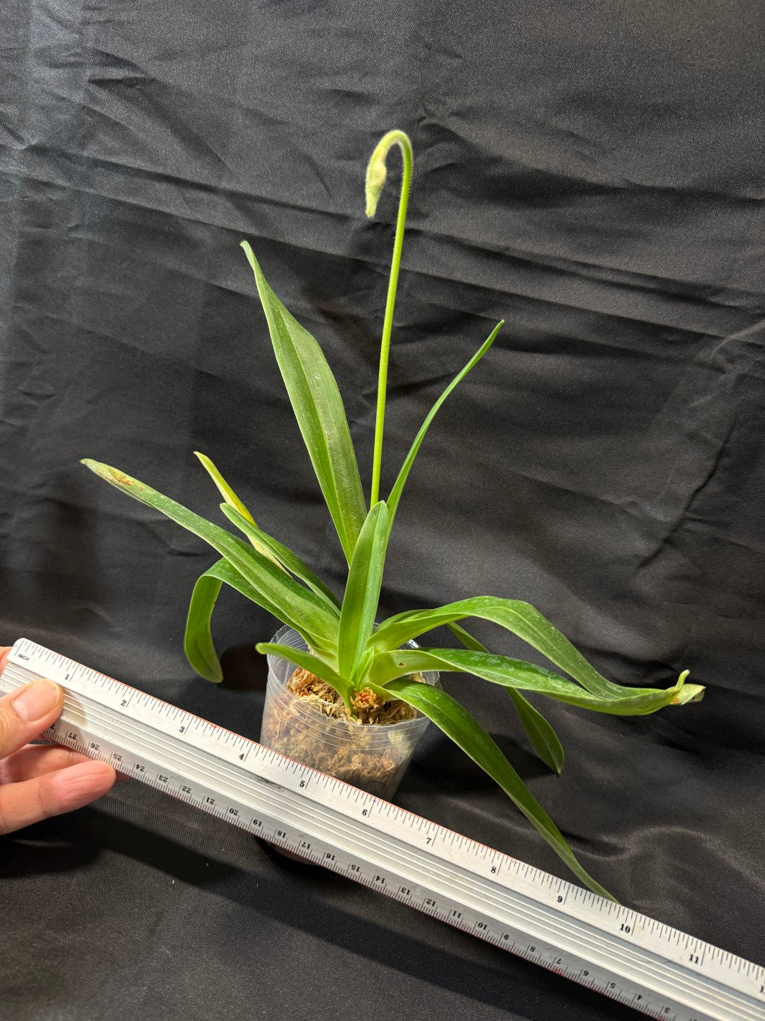 Paphiopedilum fairrieanum x sib - Seed Grown
