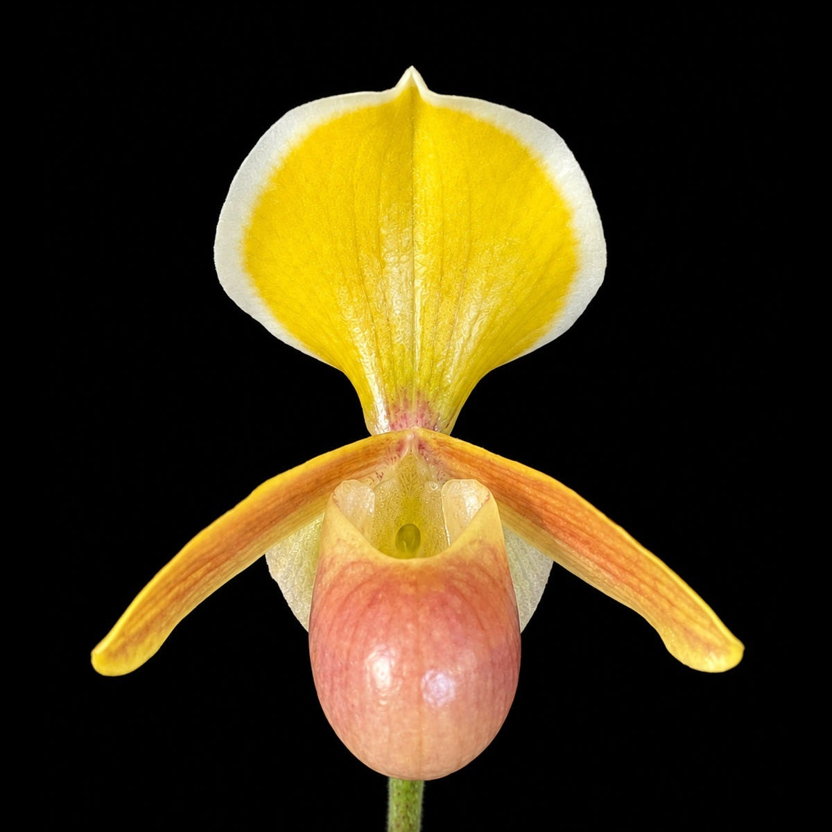 Paphiopedilum helenae